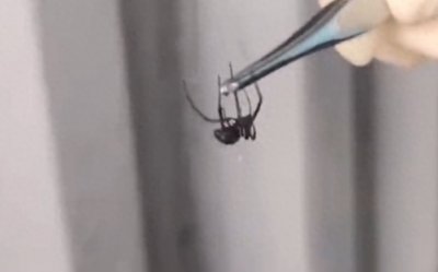 ​厦门海关查获“黑寡妇”蜘蛛，专家：世界最毒蜘蛛之一
