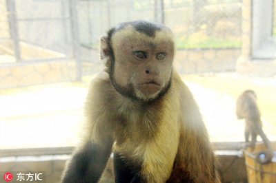 ​东莞有只猴子长成人脸 游客怀疑：会不会进化成人类？