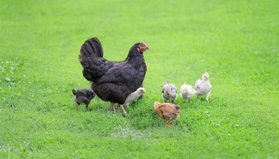 ​黑水鸡是国家级保护动物吗 白冠水鸡是国家几级保护动物