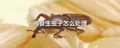 ​粮食里生虫子怎么办 粮食出虫子怎么办