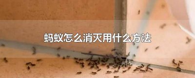 ​蚂蚁要怎样才能消灭 用什么方法才能消灭蚂蚁