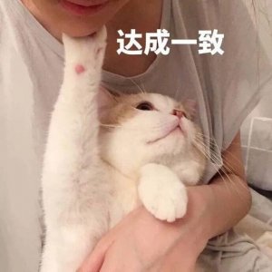 ​女人养猫的深层意义是什么（女人喜欢养猫的真正原因）