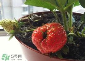 6月份可以种草莓吗？草莓6月份可以种植吗？