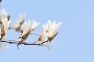 ​白玉兰花期怎么养护