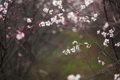 ​植物百科（三十）山桃花