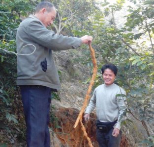 ​农村这植物人称“牛大力”，是养肾补虚良方，亩产收益高达2万元