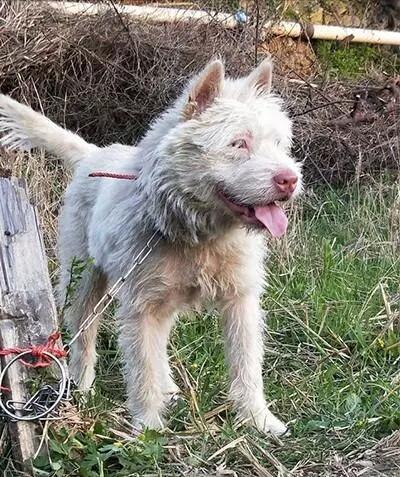 中国土狗中有名的猎犬：追野猪的高手，极品的价值过万