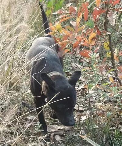 中国土狗中有名的猎犬：追野猪的高手，极品的价值过万