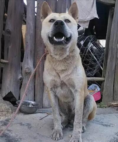 中国土狗中有名的猎犬：追野猪的高手，极品的价值过万