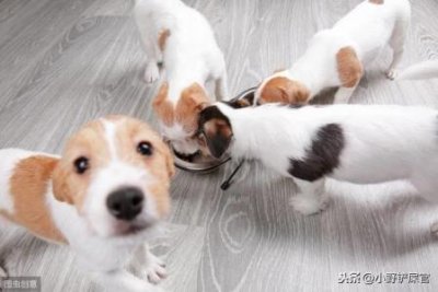 ​犬瘟弱阳性存活几率犬瘟强阳性和弱阳性的分别