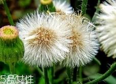 黄花地丁可以生吃吗?黄花地丁能直接吃吗?