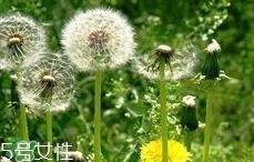 黄花地丁可以生吃吗?黄花地丁能直接吃吗?