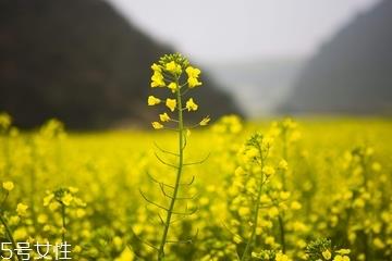 菜籽油是什么颜色 每个等级颜色不同