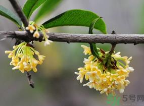 刚摘的桂花有虫怎么办？干桂花长虫怎么办？