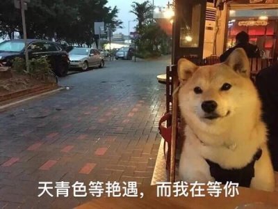 ​柴犬单身狗表情包：我等的狗她在多远的未来 笑着笑着就哭了