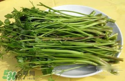 ​吃野芹菜会中毒吗？吃野芹菜中毒了怎么办？