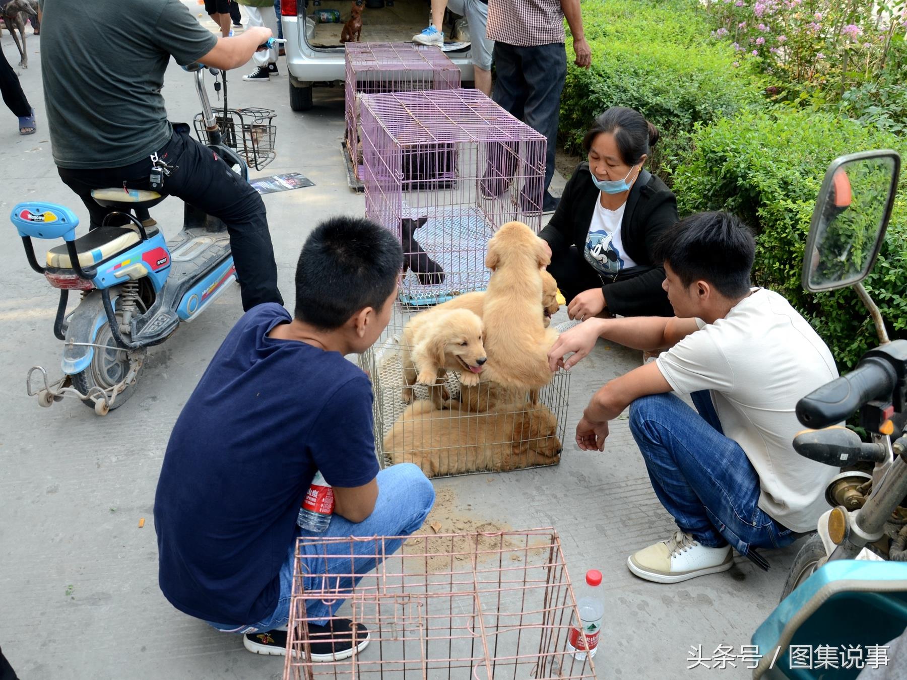 和媳妇逛小镇狗市：300元买只金毛，是不是太便宜了？