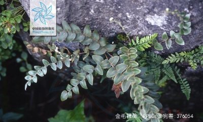 ​中药材猫耳朵草