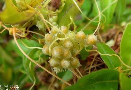 菟丝子可以泡酒吗 菟丝子泡酒比例